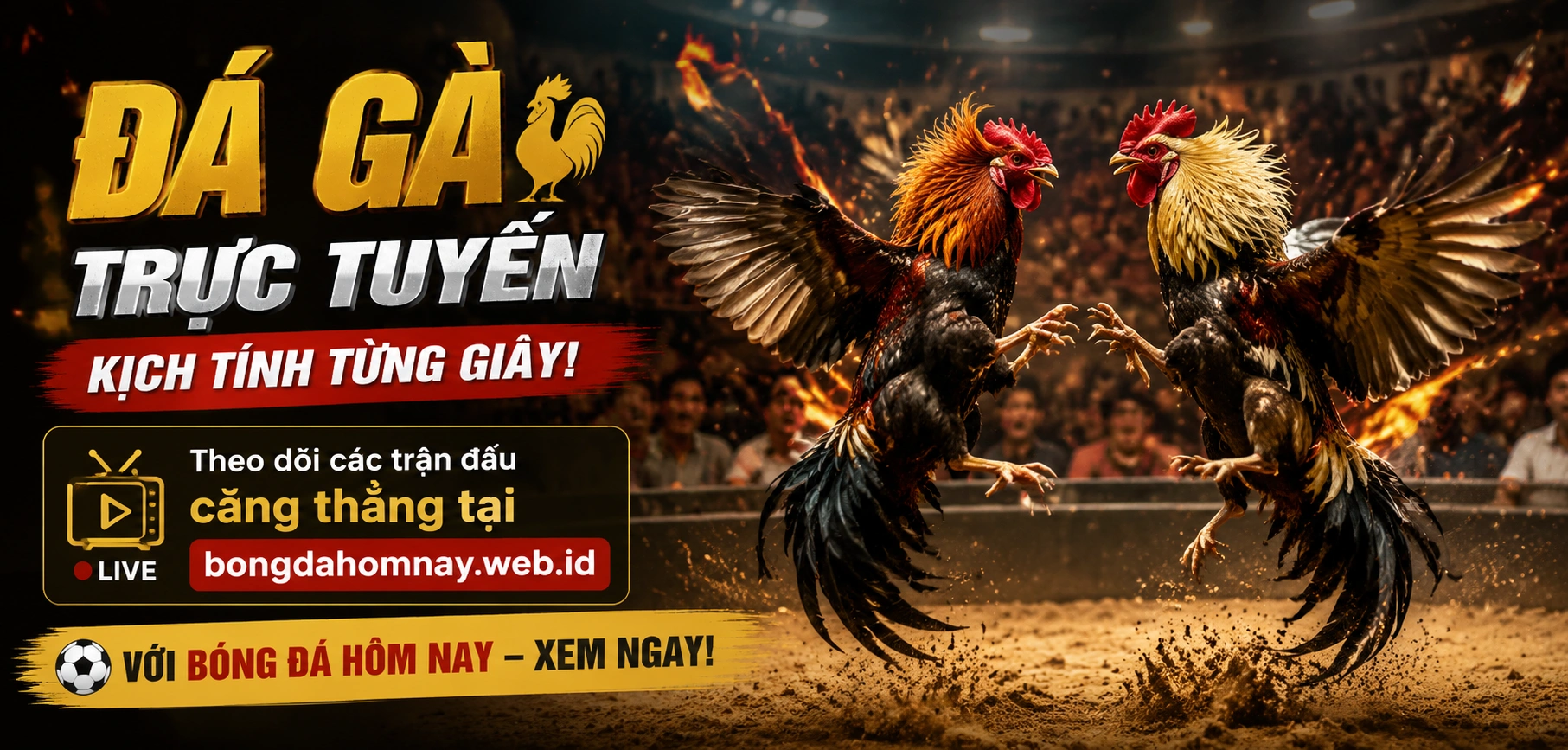 Đá gà trực tuyến với khung hình rõ và kèo cập nhật nhanh